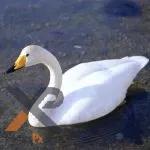 Graceful Swans Puzzle