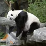 Pandas Slide